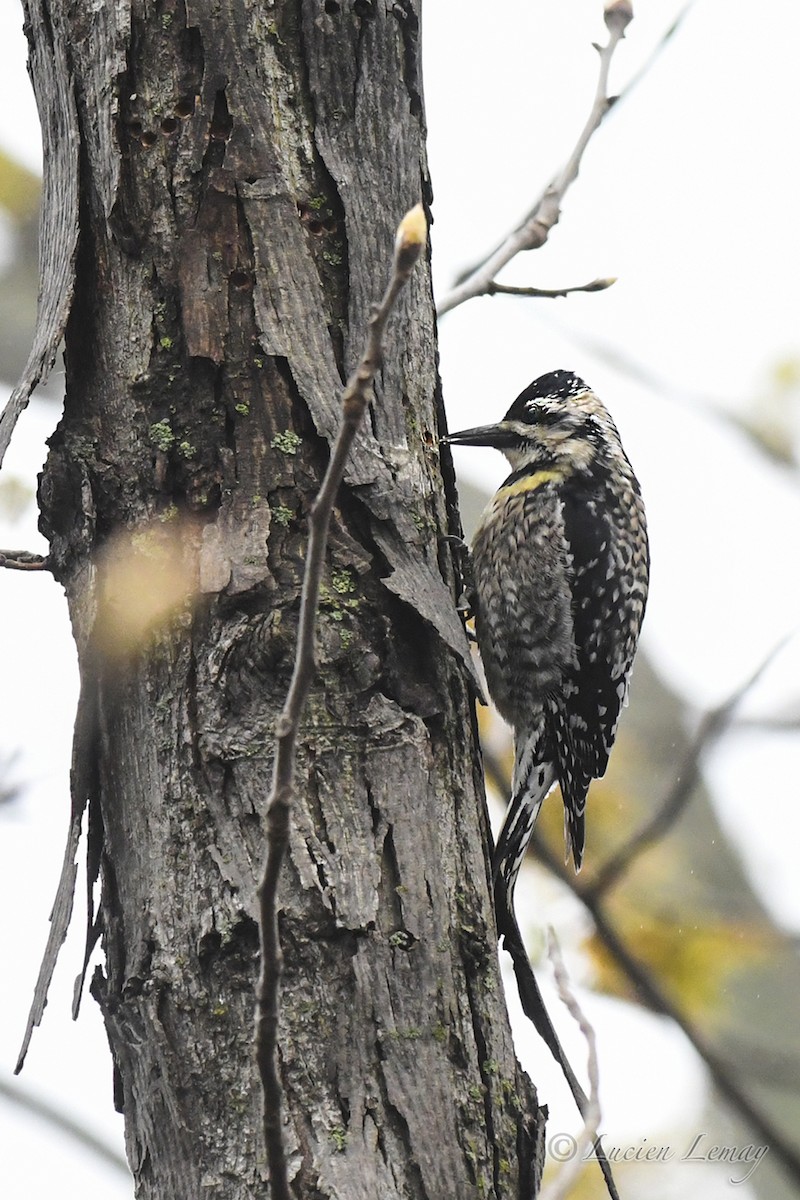 Yellow-bellied Sapsucker - Lucien Lemay