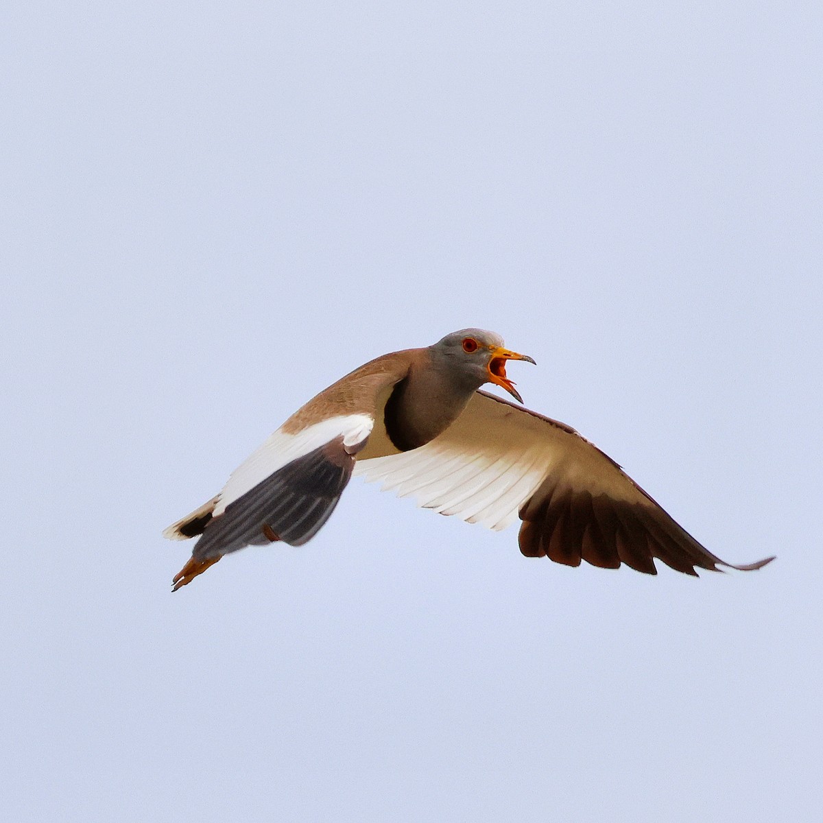 Gray-headed Lapwing - toyota matsutori