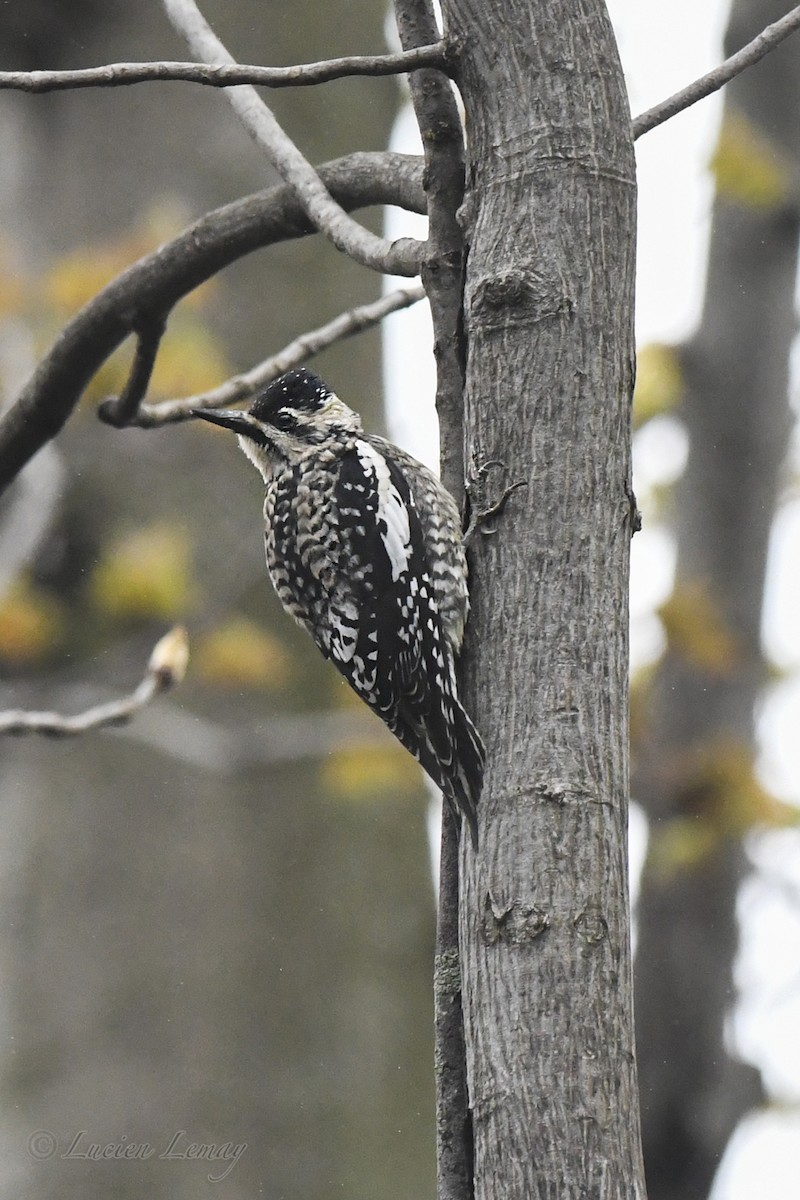 Yellow-bellied Sapsucker - Lucien Lemay