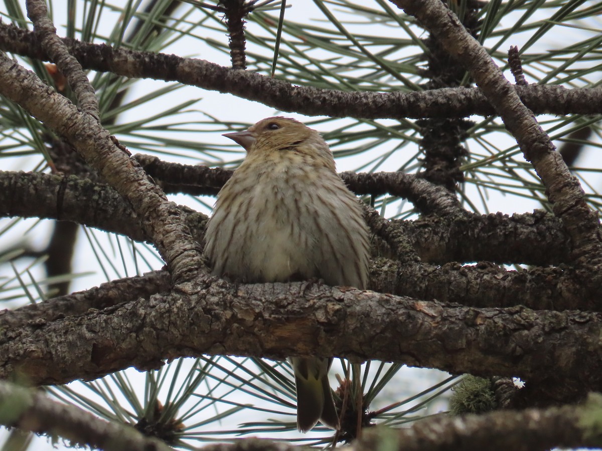 Pine Siskin - Greg Vassilopoulos