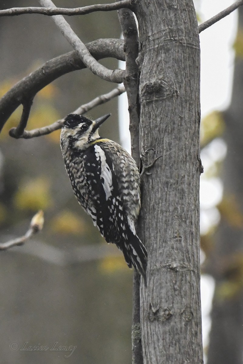 Yellow-bellied Sapsucker - Lucien Lemay