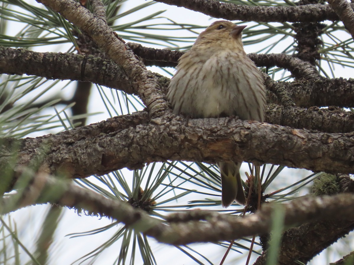 Pine Siskin - Greg Vassilopoulos