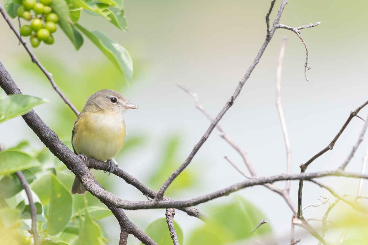 Bell's Vireo - ML619481569