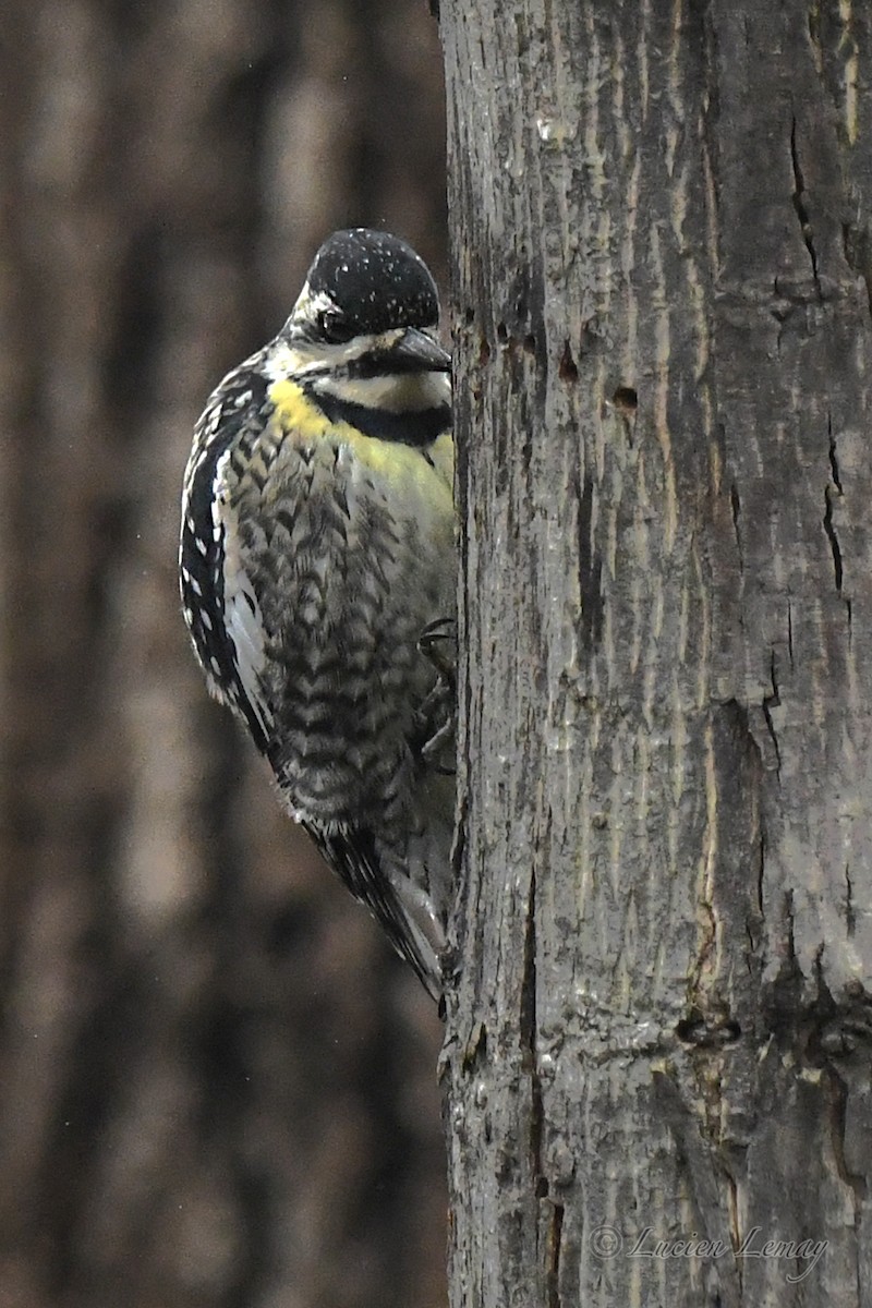 Yellow-bellied Sapsucker - Lucien Lemay