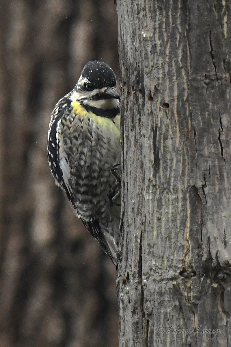 Yellow-bellied Sapsucker - ML619481575