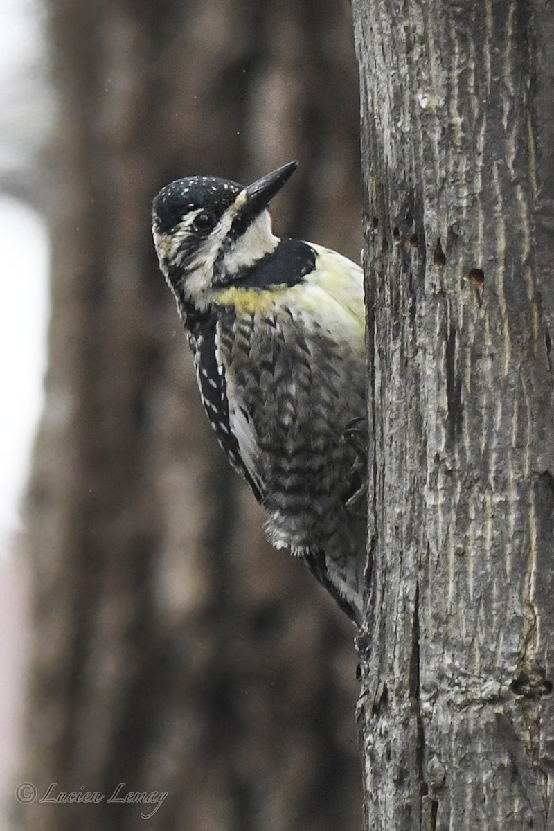 Yellow-bellied Sapsucker - ML619481577