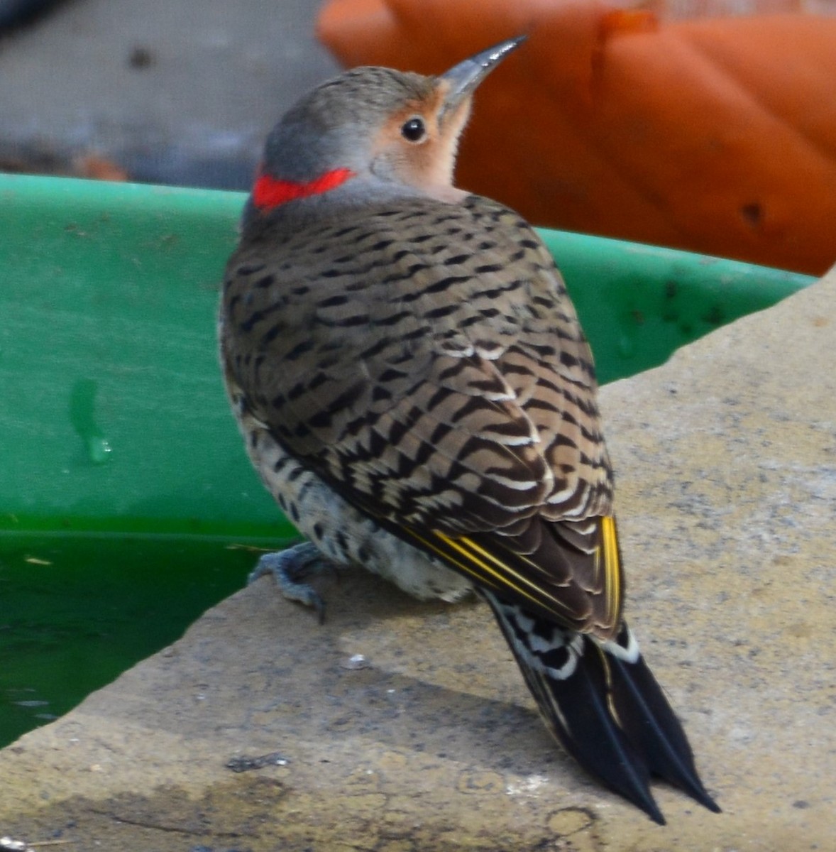 Northern Flicker - ML619481582