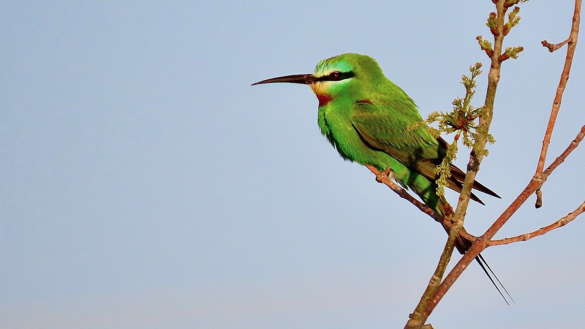 Blue-cheeked Bee-eater - Noah Isakov