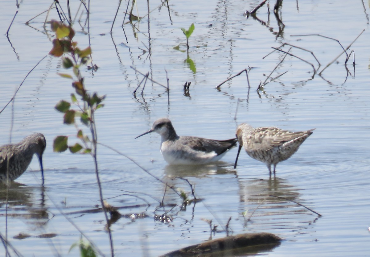 Wilson's Phalarope - Ann Tanner