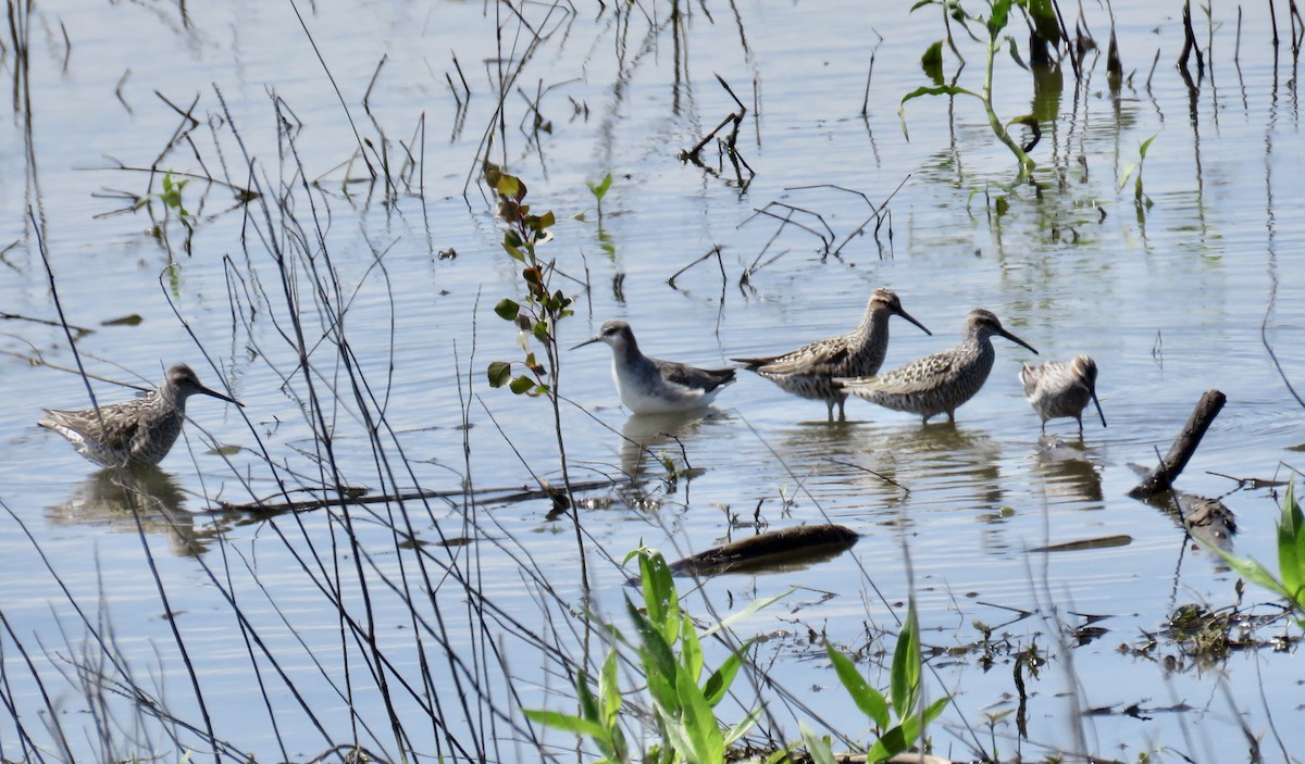 Wilson's Phalarope - Ann Tanner