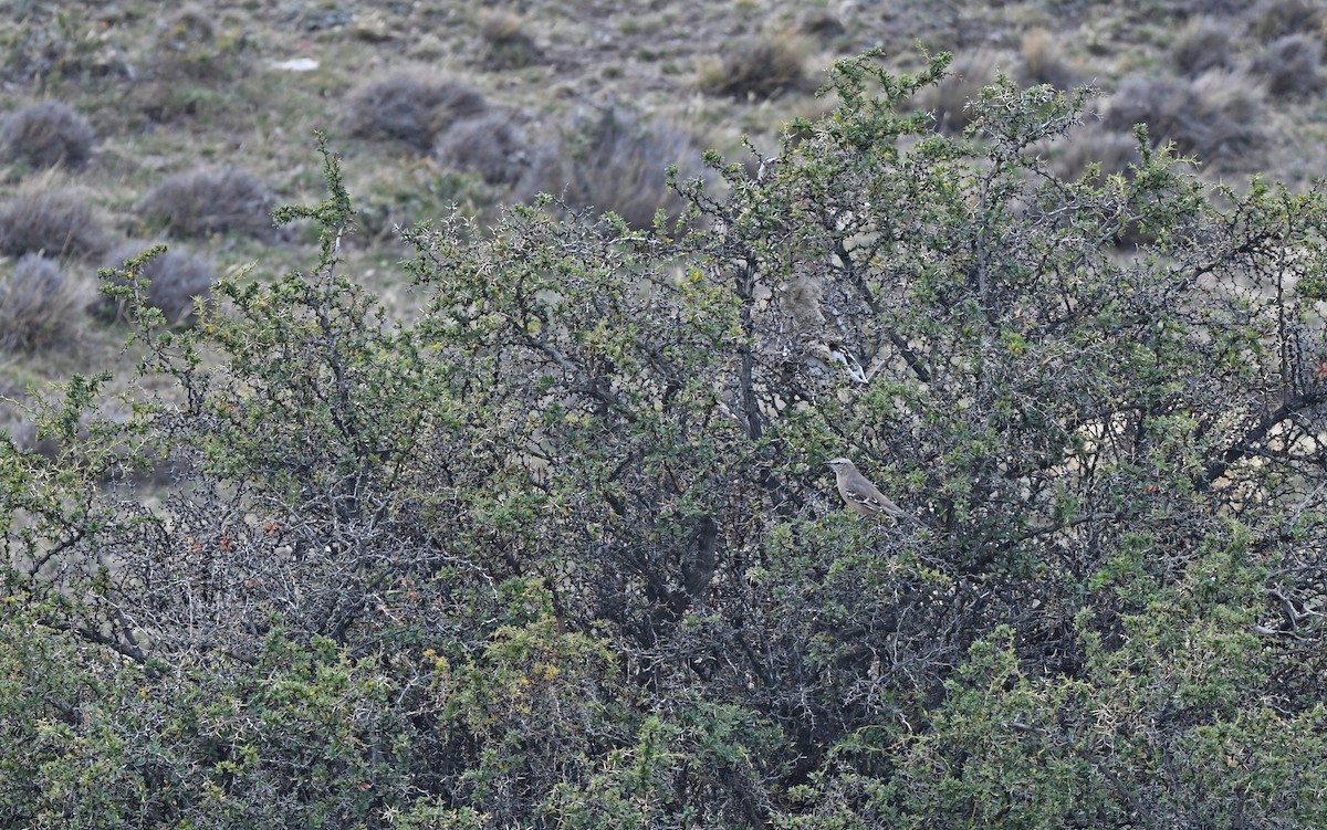 Patagonian Mockingbird - ML619481596