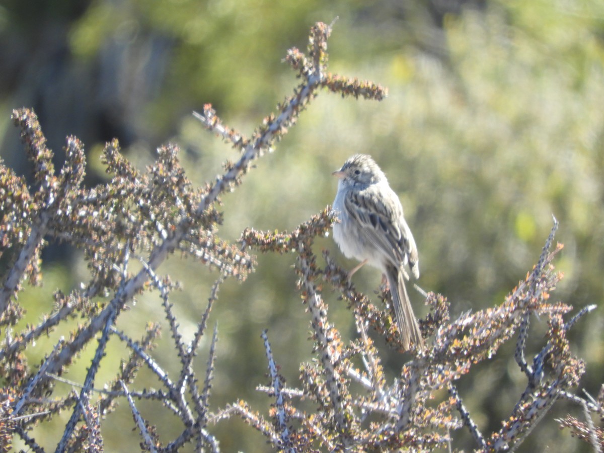 Brewer's Sparrow - Thomas Bürgi