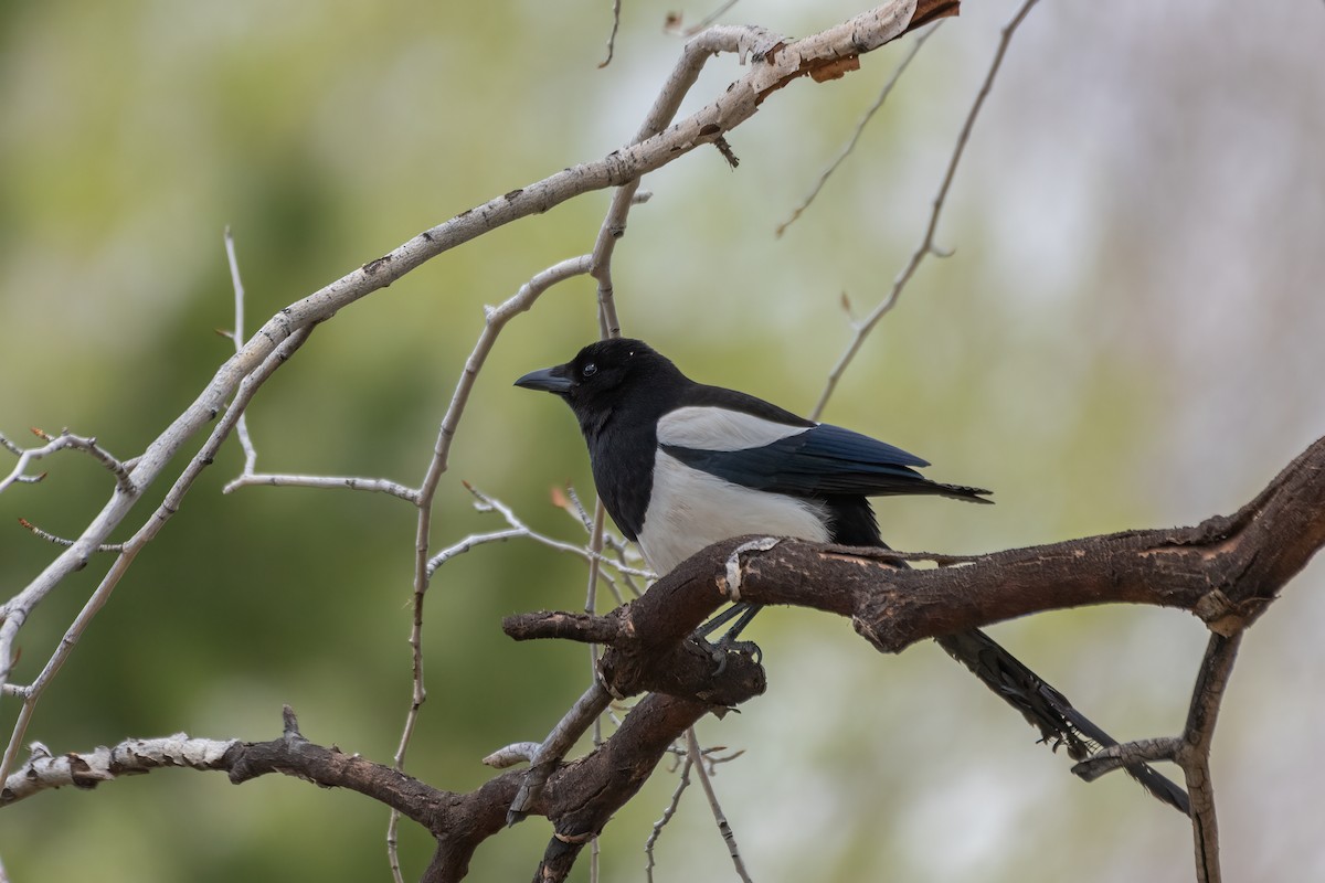 Black-billed Magpie - ML619481611
