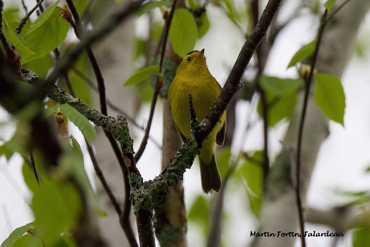 Wilson's Warbler - ML619481612