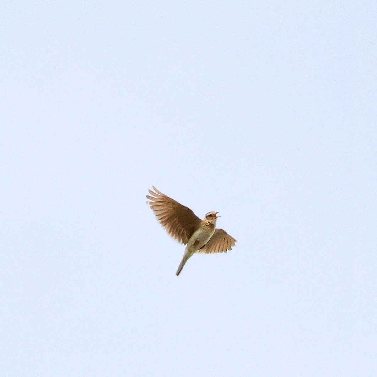 Eurasian Skylark - toyota matsutori