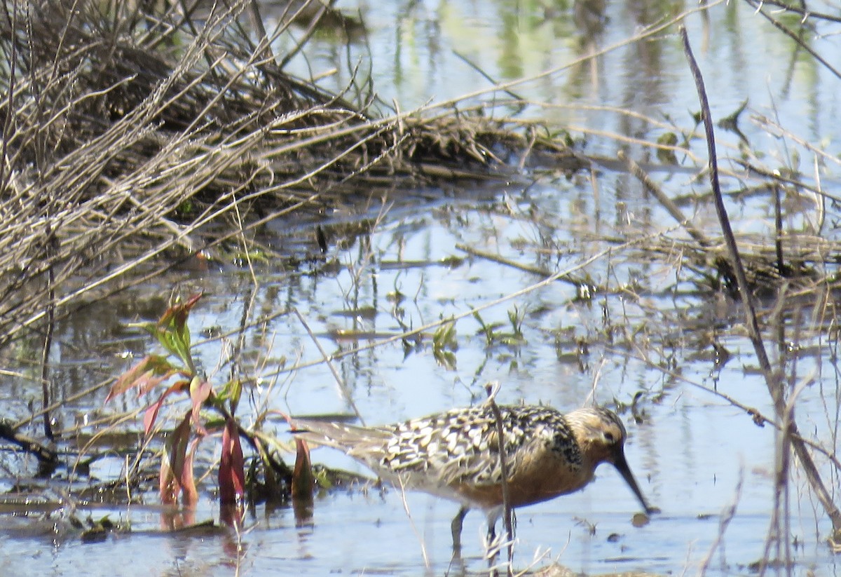 Red Knot - ML619481618