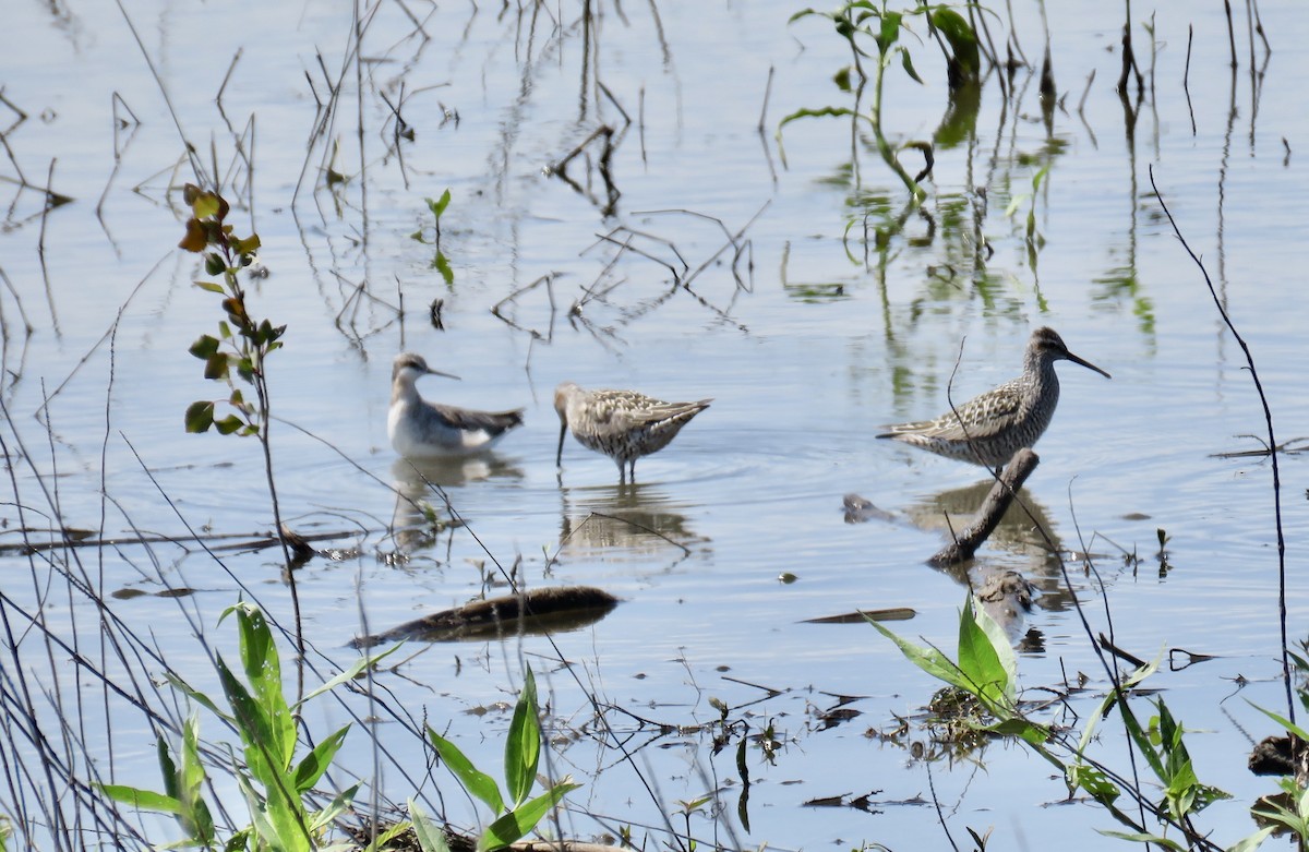 Stilt Sandpiper - Ann Tanner