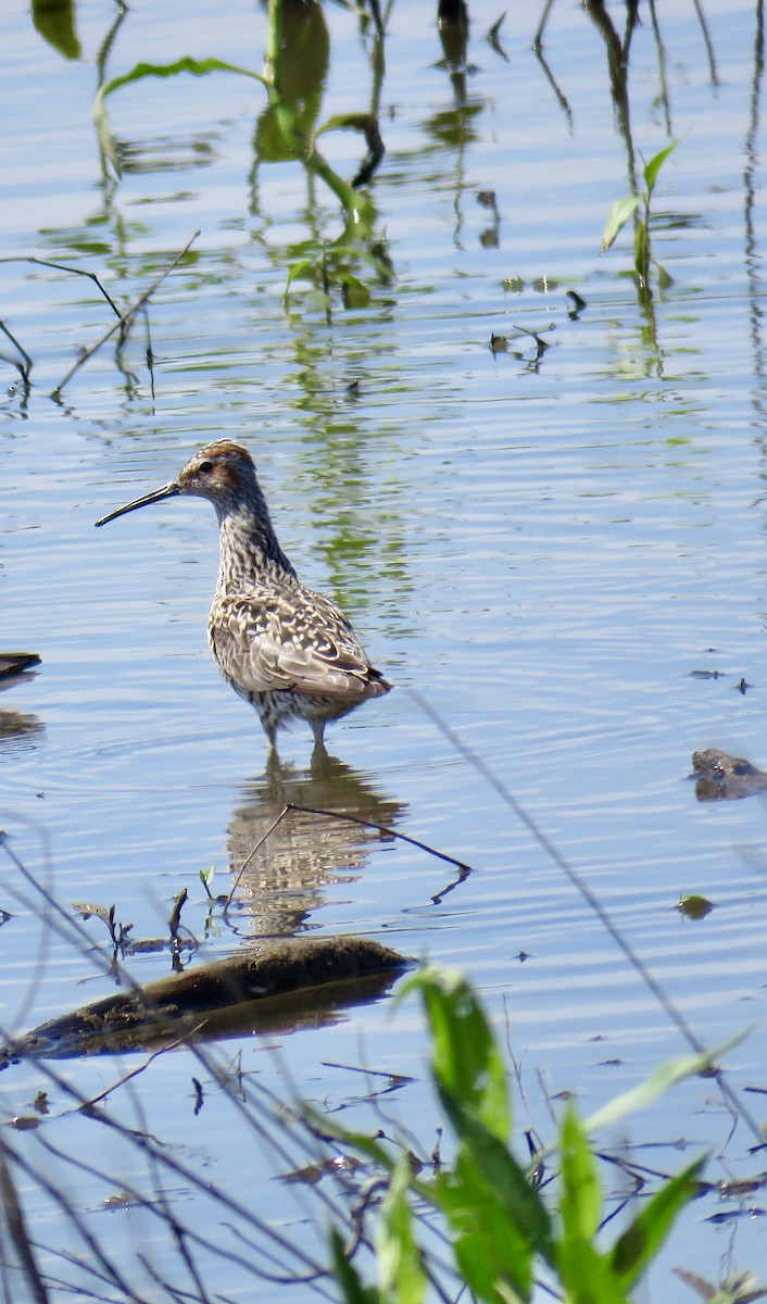 Stilt Sandpiper - Ann Tanner