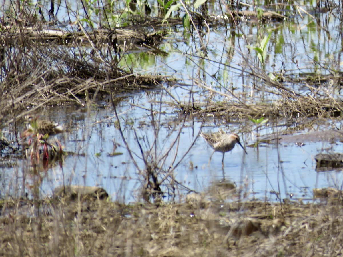 Stilt Sandpiper - Ann Tanner