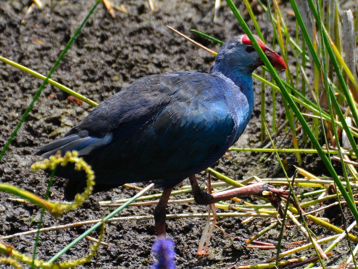 Gray-headed Swamphen - John Whitehead