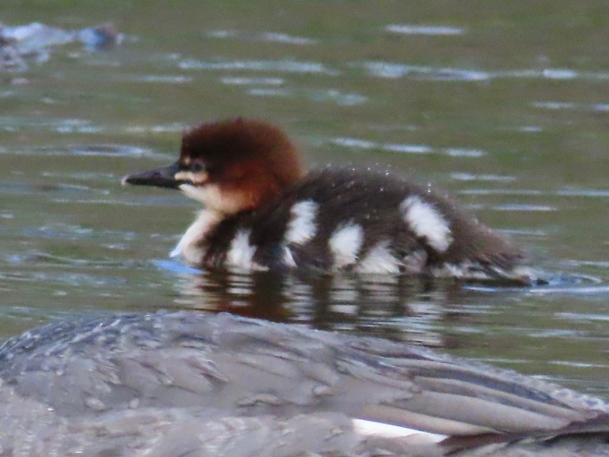 Common Merganser - Greg Vassilopoulos