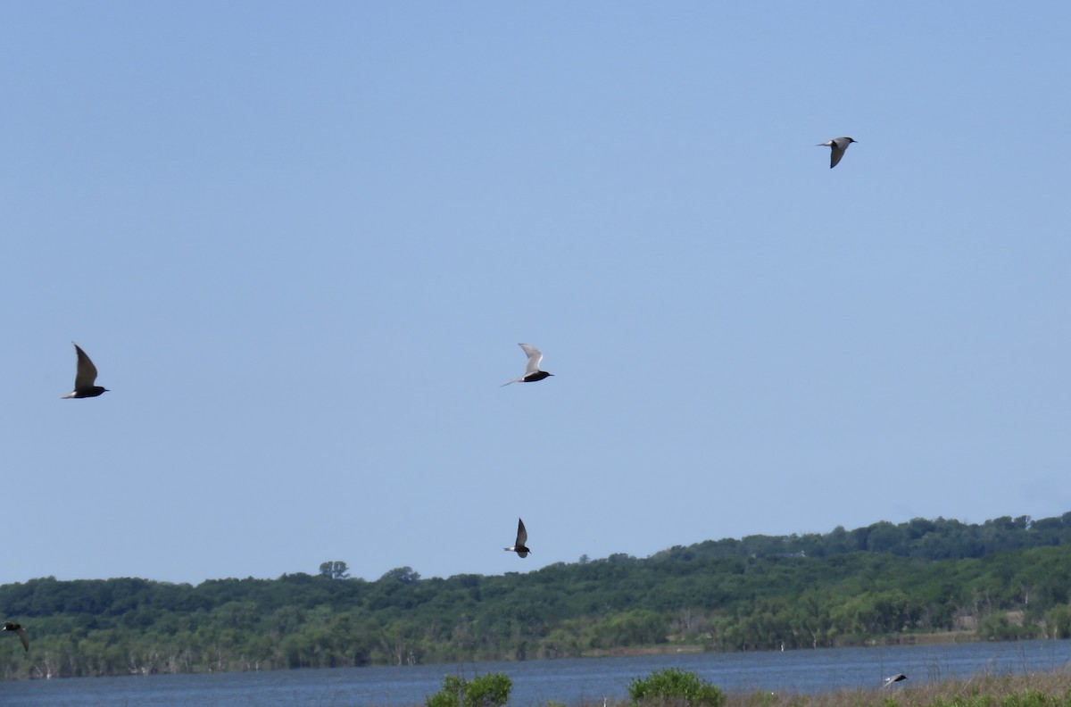 Black Tern - Ann Tanner