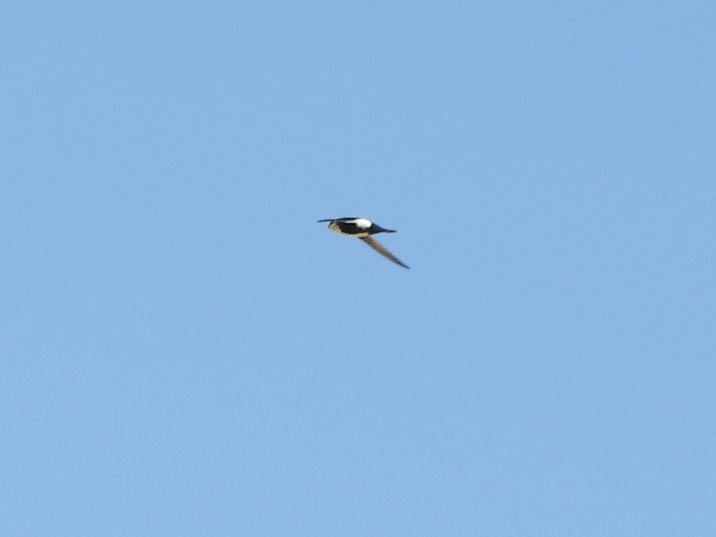 White-throated Swift - Thomas Bürgi