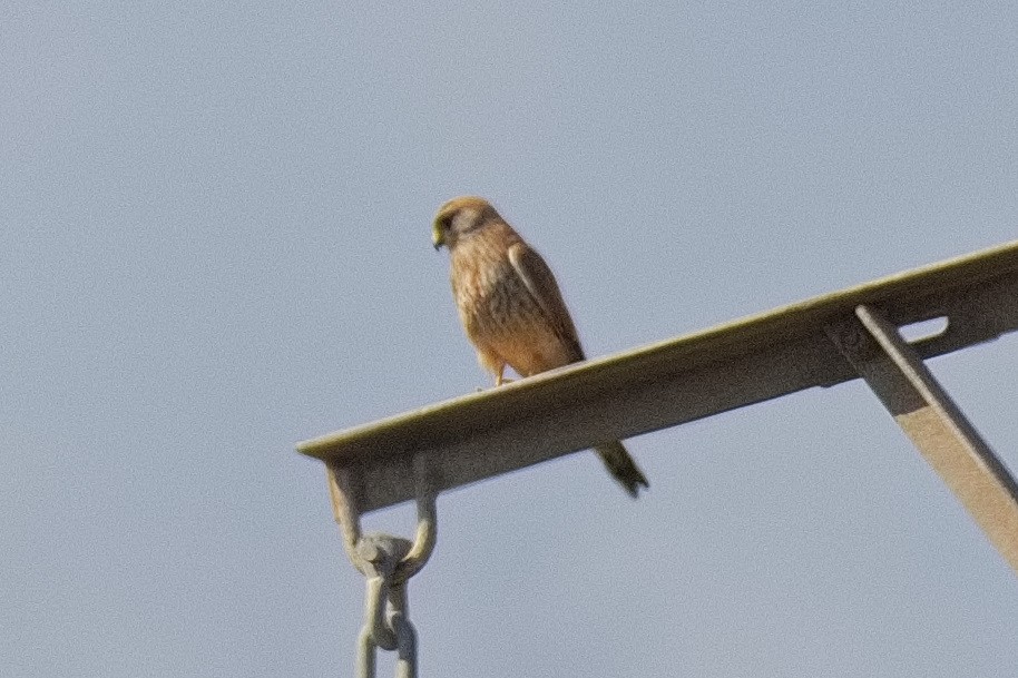 Eurasian Kestrel - Bruce Kerr