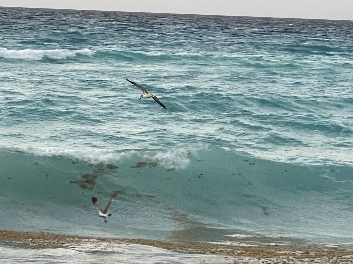 Laughing Gull - Andy M