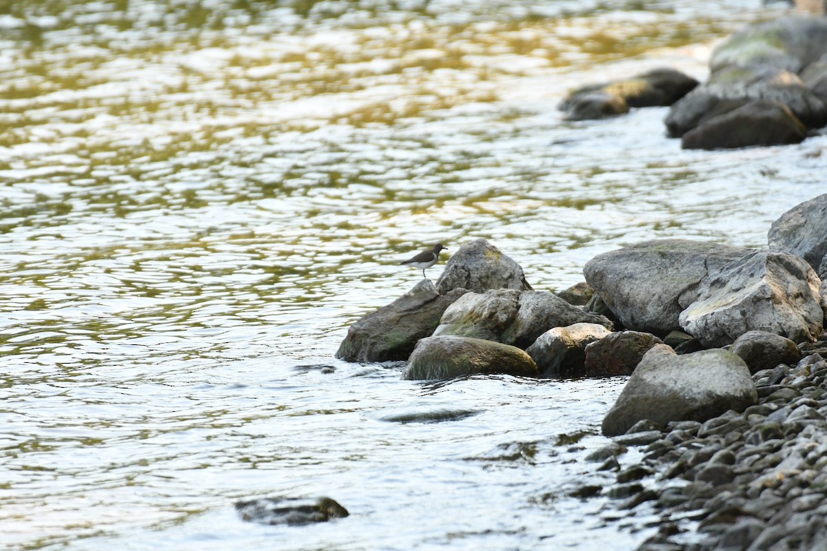 Common Sandpiper - Sunanda Vinayachandran