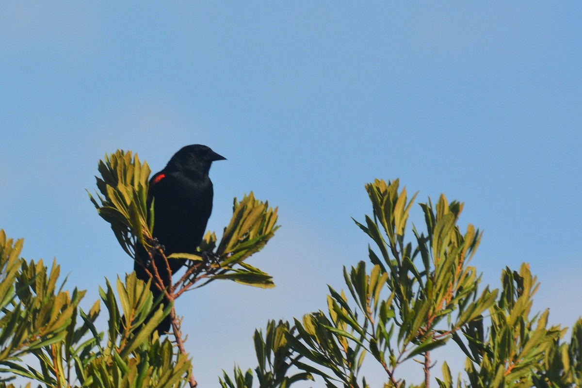 Red-winged Blackbird - Tom Bisko