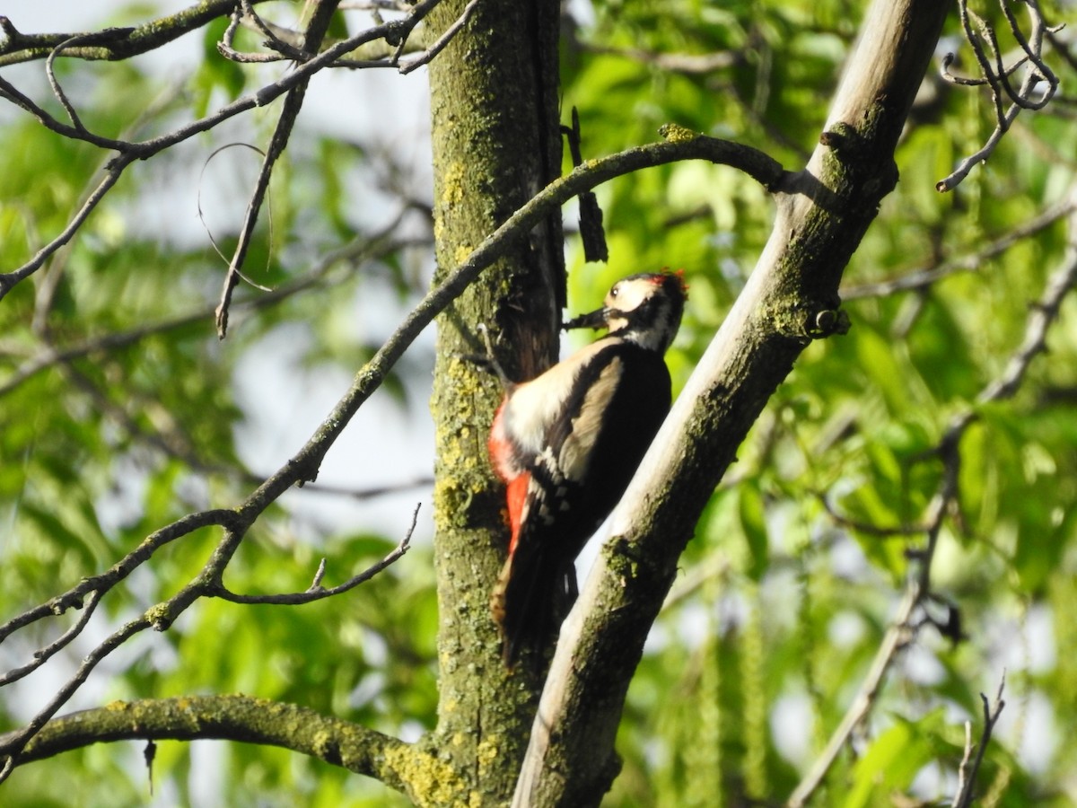 Great Spotted Woodpecker - Fabio Marcolin