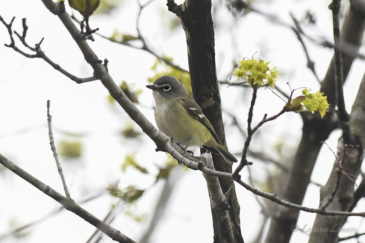 Blue-headed Vireo - ML619481683