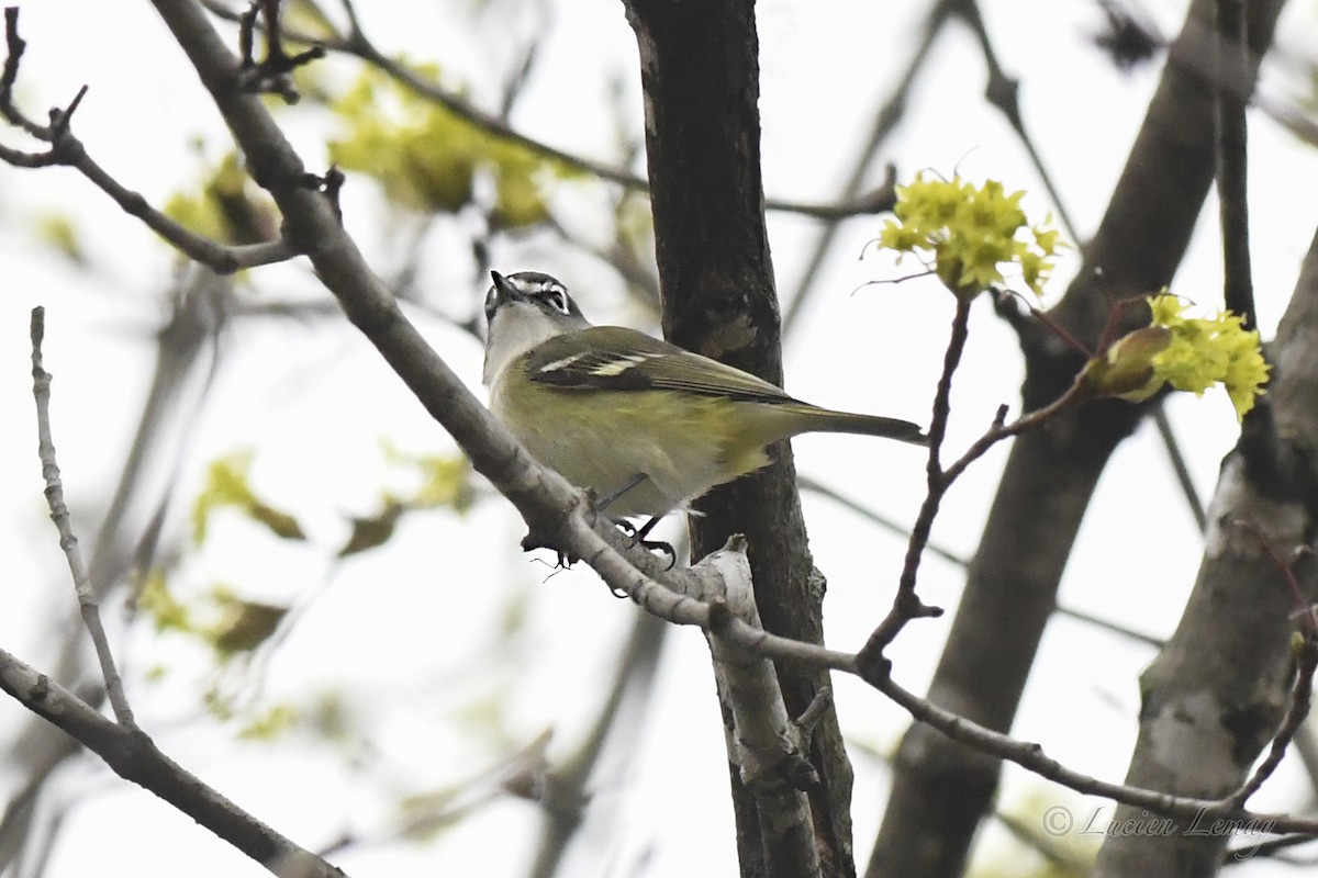 Blue-headed Vireo - ML619481686