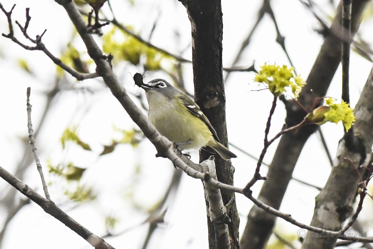 Blue-headed Vireo - ML619481690