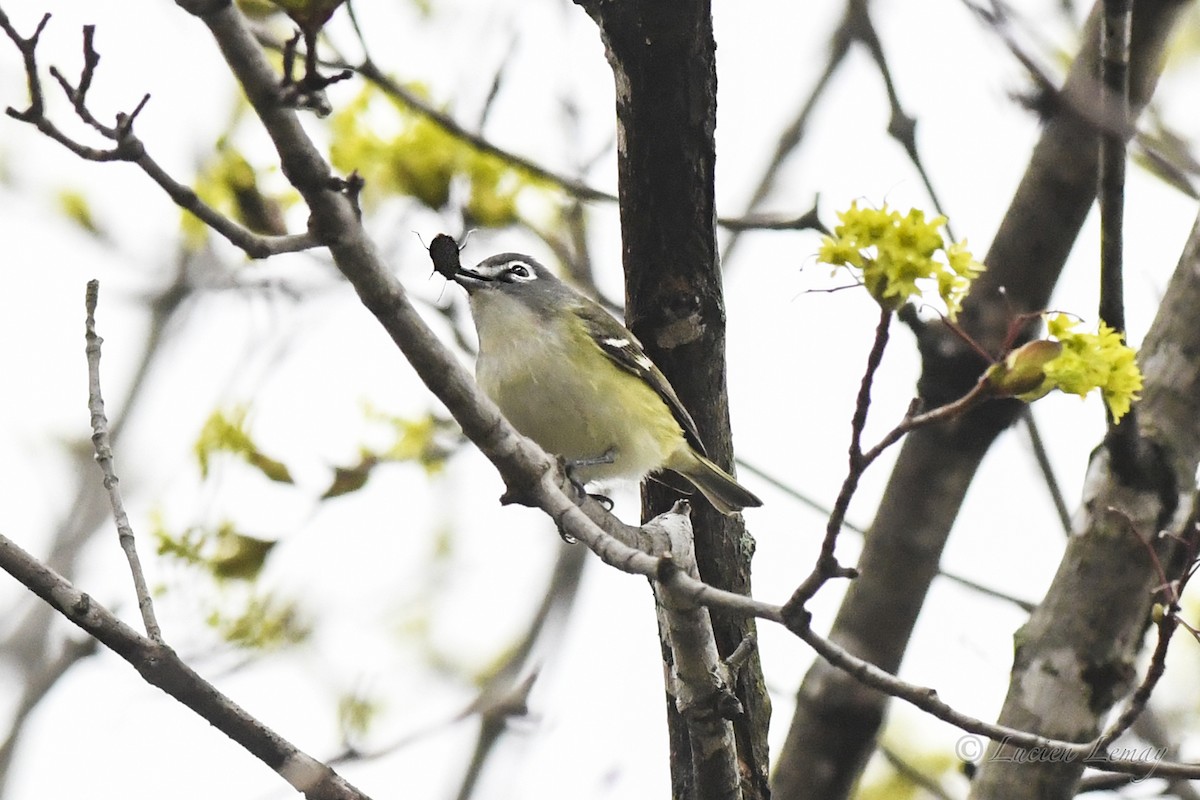 Blue-headed Vireo - Lucien Lemay