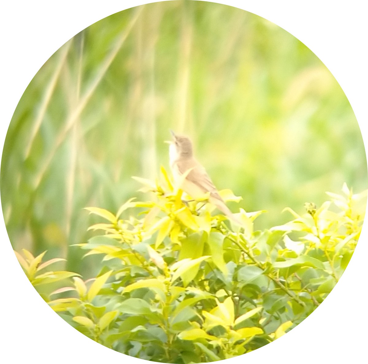 Oriental Reed Warbler - hisashi matsuda