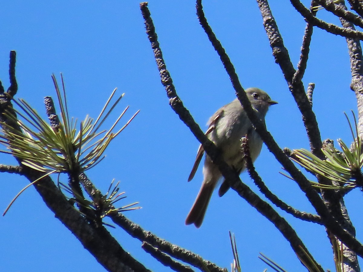 Hammond's Flycatcher - Greg Vassilopoulos