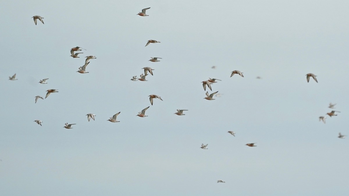 Sanderling - Indira Thirkannad