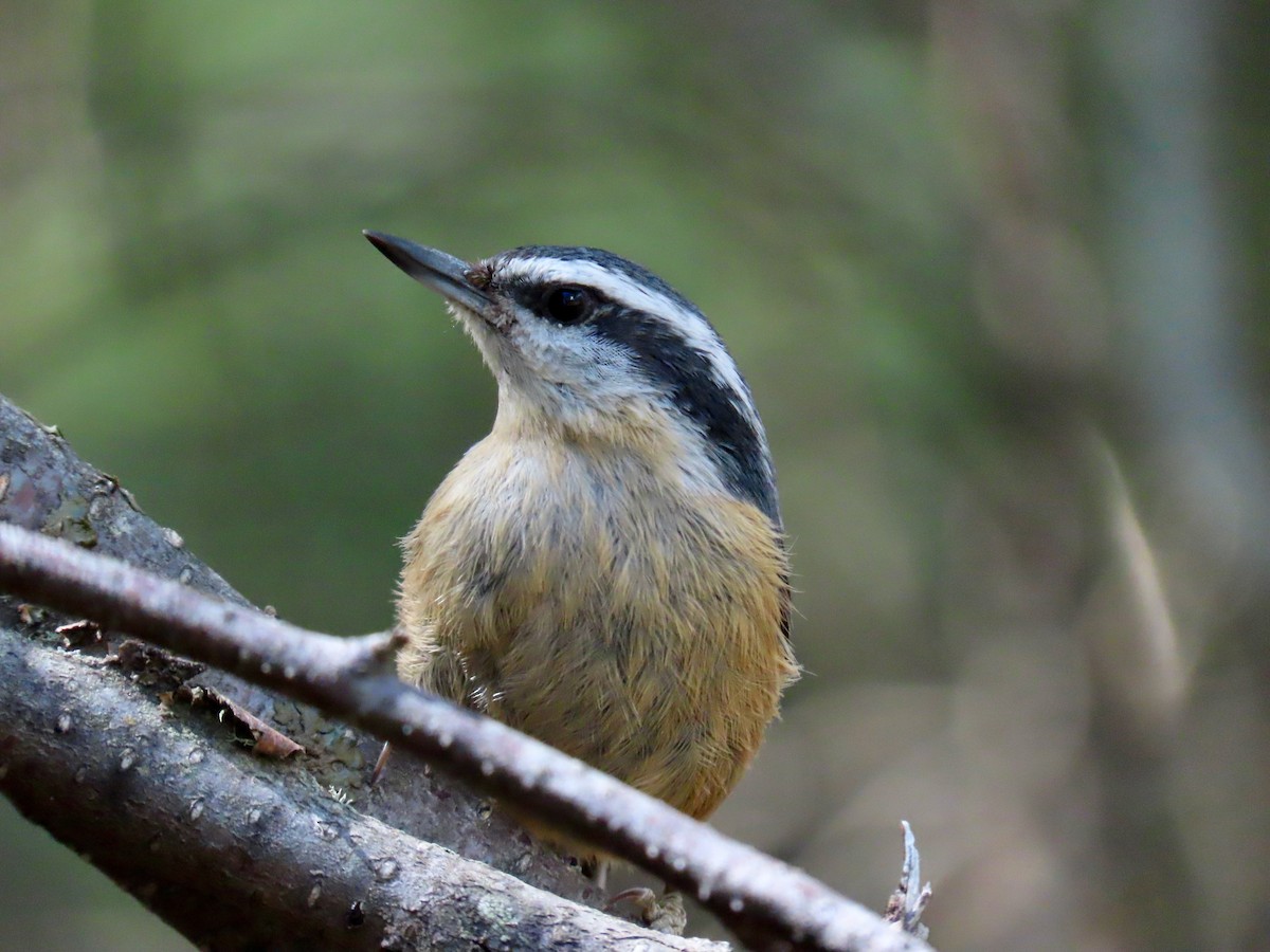 Red-breasted Nuthatch - Greg Vassilopoulos