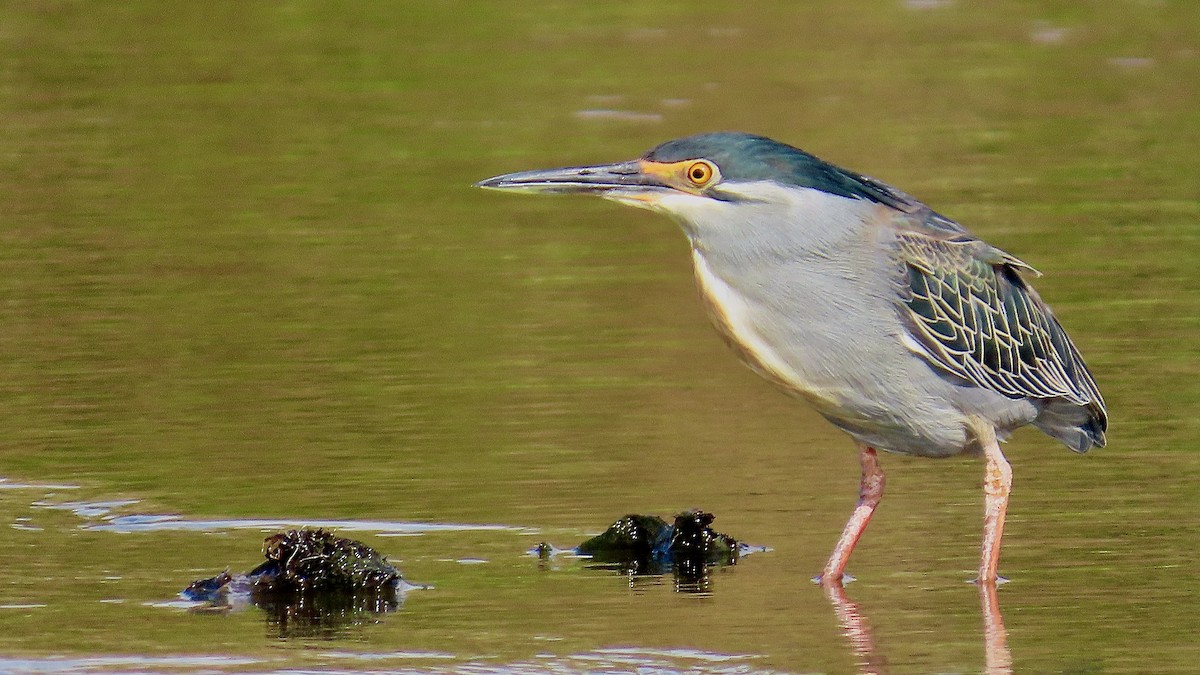 Striated Heron - Noah Isakov