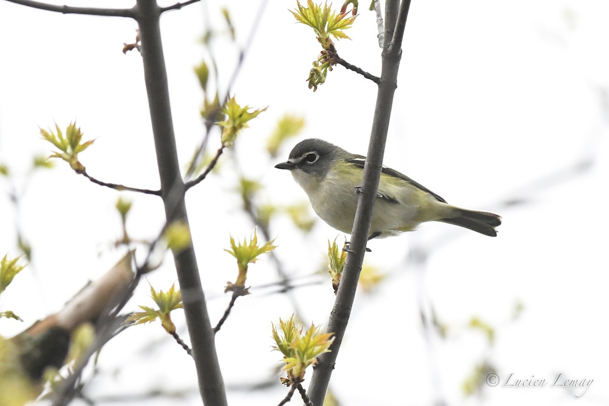 Blue-headed Vireo - ML619481708