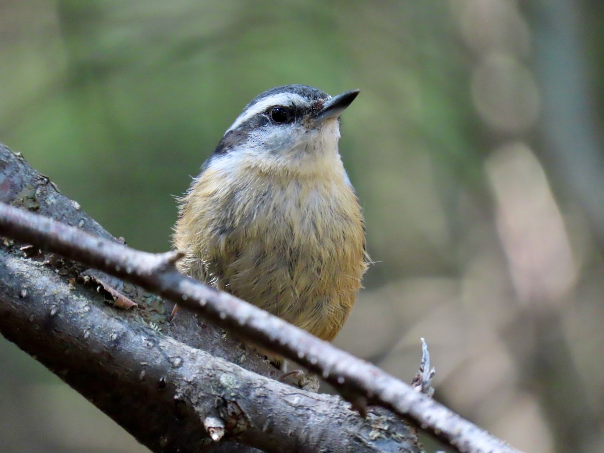 Red-breasted Nuthatch - Greg Vassilopoulos