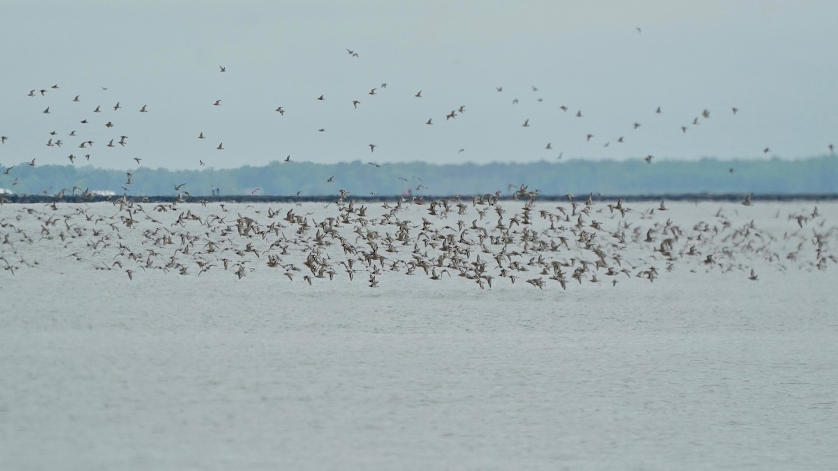 Red Knot - Indira Thirkannad