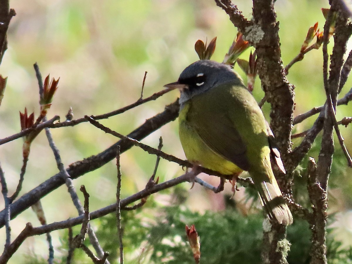 MacGillivray's Warbler - Greg Vassilopoulos