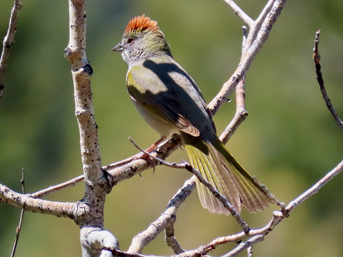 Green-tailed Towhee - Greg Vassilopoulos