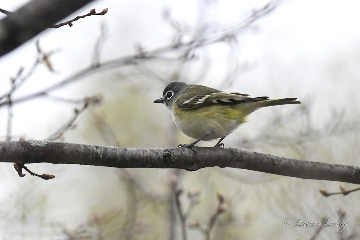 Blue-headed Vireo - Lucien Lemay