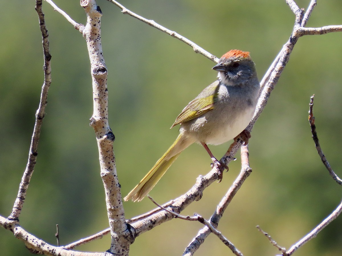 Green-tailed Towhee - Greg Vassilopoulos
