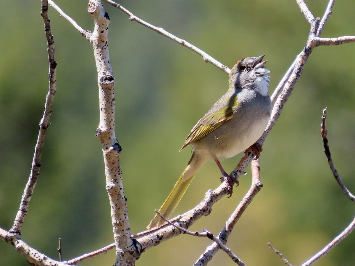 Green-tailed Towhee - Greg Vassilopoulos