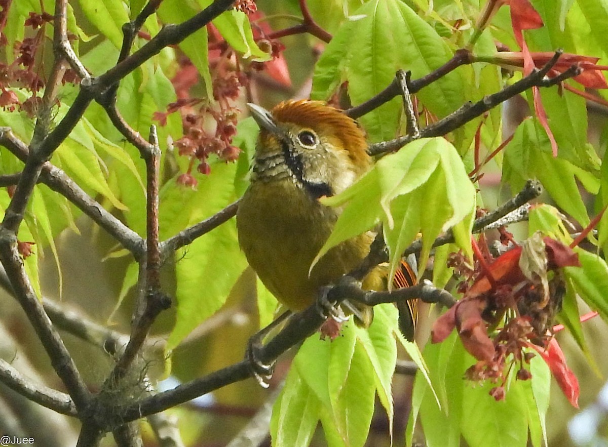 Chestnut-tailed Minla - juee khopkar